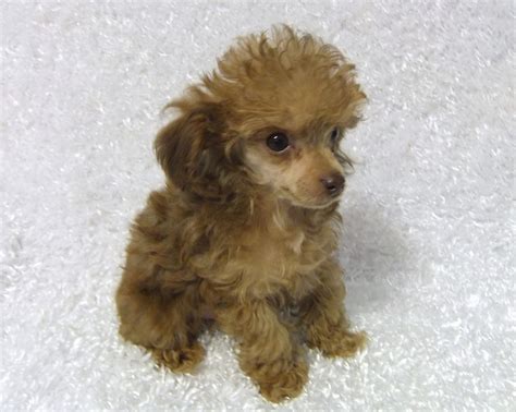 Teacup poodle puppies- Take a peek at some of our past puppies.