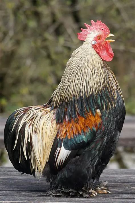 Cochin Chicken And Bantam Cochin - Meet The Most Unique Breed