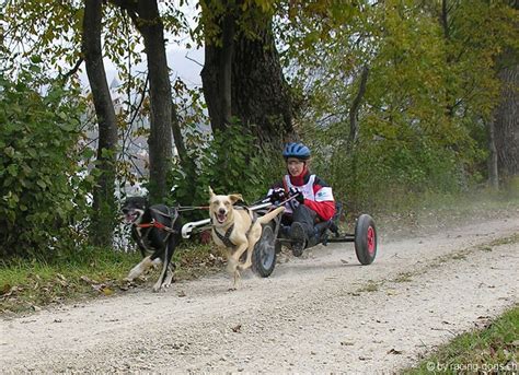 Termine - Ilka's Racing-Dogs Team