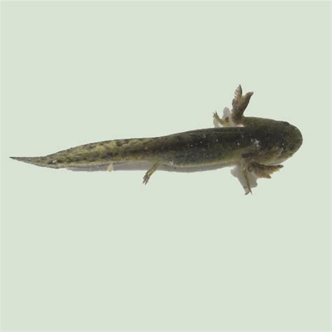 Barred Tiger Salamander Larvae