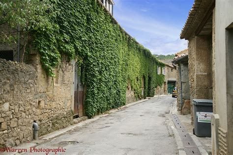 Street and wall covered in Boston Ivy photo WP17042