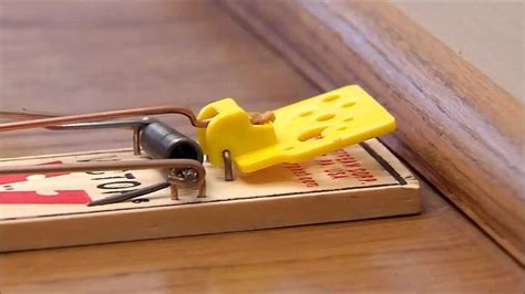 Easy Set Mouse Trap Trap Mouse Rat Diy - caasapp