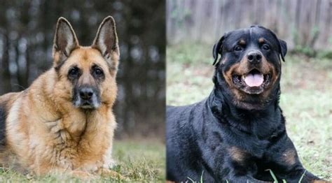 German Shepherd vs Rottweiler - PetsWows