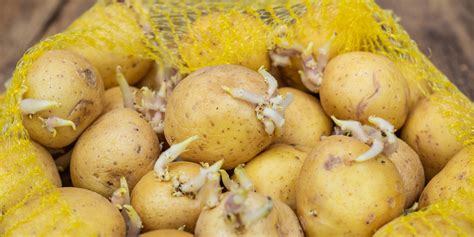 What to do with sprouting potatoes? Try planting them | Daily Sabah