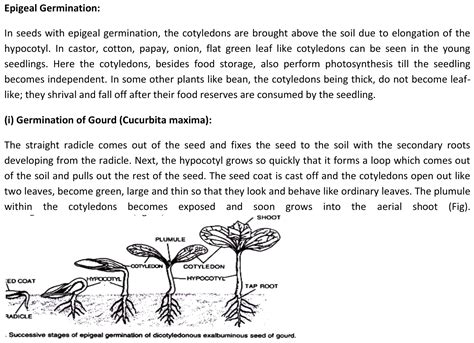 95. explain epigeal and hypogeal seed germination with diagram.