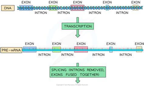 IB DP Biology: HL复习笔记7.2.4 Post-transcriptional Modification-翰林国际教育