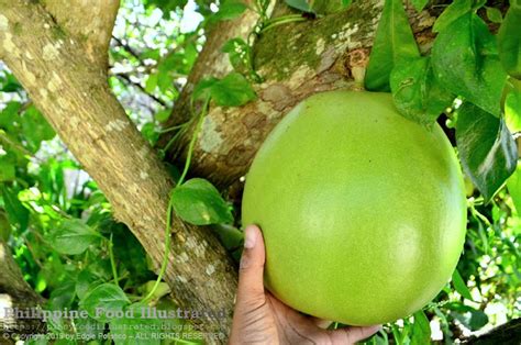 Philippine Food Illustrated: miracle fruit