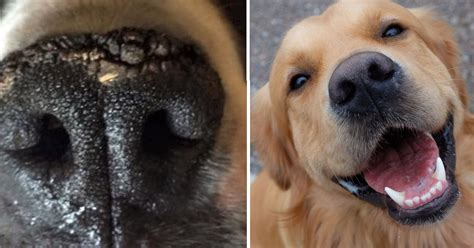 The moist, spongy skin of the canine nose captures scents “tens of thousands of times” more ...