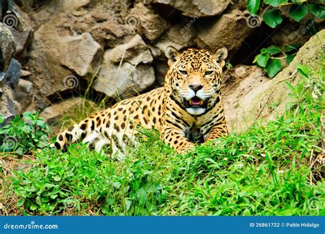 Jaguar Resting after Feeding Stock Photo - Image of jungle, leopard: 26861722