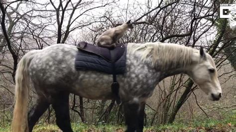 Horse-Riding Cat Enjoys a Country Stroll on the Back of Best Friend ...