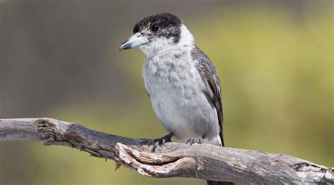 Grey Butcherbird | NatureRules1 Wiki | Fandom