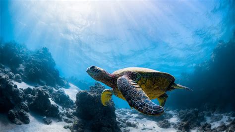 Brown Turtle Swimming Underwater Near Coral Reefs HD Animals Wallpapers ...