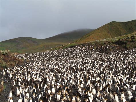 Macquarie Island | Subantarctic Wildlife, World Heritage Site | Britannica