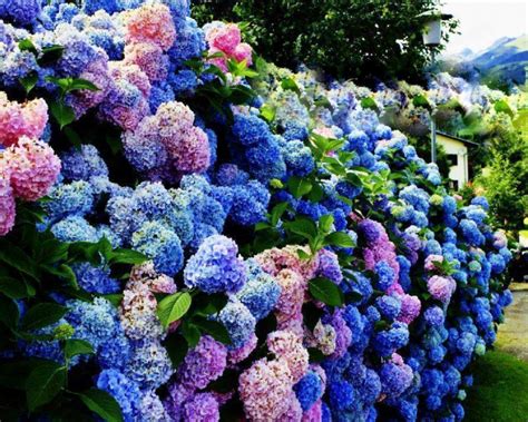 Hydrangea Wallpapers - Wallpaper Cave