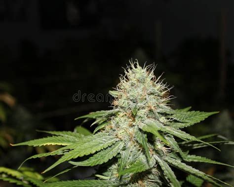 Marijuana Bud Closeup stock photo. Image of plant, smoke - 16550744