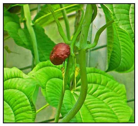 Tugi, Dioscoria esculenta, lesser yam, asiatic yam .: Philippine Medicinal Herbs / Herbal ...