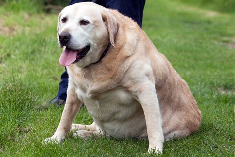 Pet Obesity: Cutest Fat Animals | Time.com