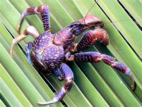 Coconut Crab – "OCEAN TREASURES" Memorial Library