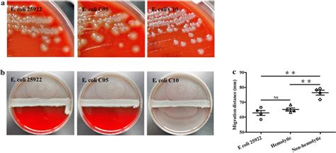 The effect of E. coli isolates on the swarming of Proteus mirabilis. a ...