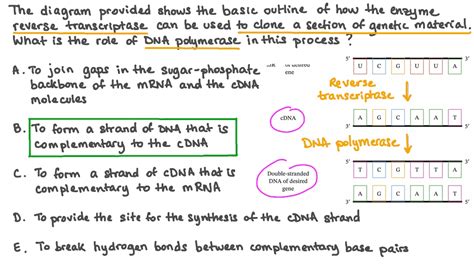 Question Video: Understanding the Role of Reverse Transcriptase and DNA ...