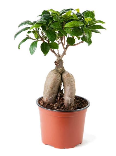 How To Grow A Ginseng Ficus Bonsai - Grow A Bonsai Tree