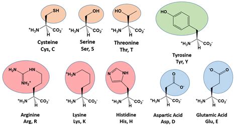 Chapter 7: Catalytic Mechanisms of Enzymes – Chemistry