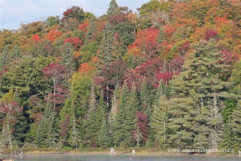 Fall Colour Report | Algonquin Provincial Park | The Friends of Algonquin Park