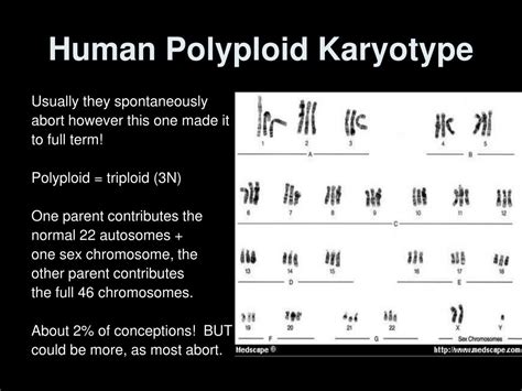 PPT - Polyploidy PowerPoint Presentation, free download - ID:7047323