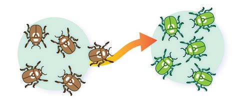 2.11 Mechanisms of Evolution: Migration – Introduction to the Evolution ...