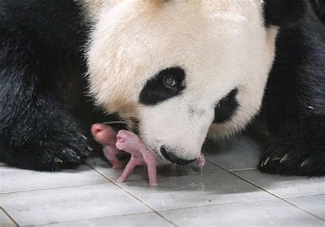 South Korean zoo welcomes giant panda twins | Reuters