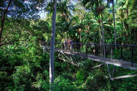 Tamborine Mountain Rainforest Skywalk - Explore SEQ