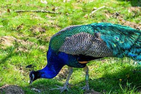 HD wallpaper: blue and green peacock eating grass during daytime, Zoo, Ardeche | Wallpaper Flare