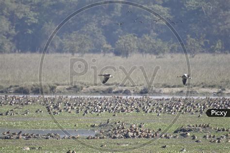 Image of Birds In tropical Lake Of Pobitora Wildlife Sanctuary , Assam ...