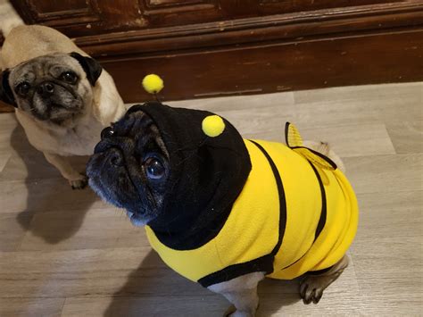 MEDIUM Easter dog pet fleece bumble bee costume so cute by MamasPets on ...