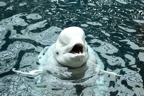 Two New Residents and 3,800 Pounds Arrive at Georgia Aquarium | Georgia ...