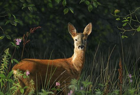 Nigel Artingstall British - Wildlife Artist | Wildlife artists, British wildlife, Wildlife paintings