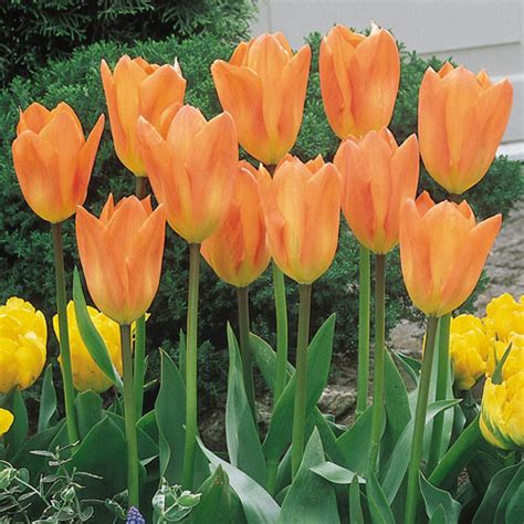 Orange Emperor Tulips - Orange Fosteriana Tulips