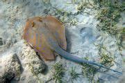 stingray | Definition, Species, Habitat, Size, & Facts | Britannica