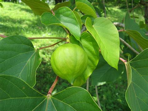 Vernicia fordii (Tung Nut, Tung Oil Tree, Tungoil Tree) | North Carolina Extension Gardener ...