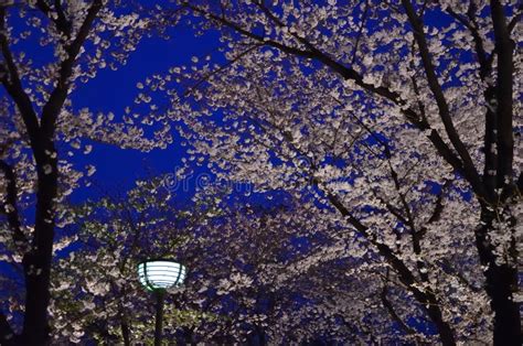 Cherry Blossom Night, Kyoto Japan Stock Photo - Image of pleasure ...