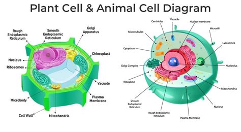 Difference Between Plant and Animal Cells
