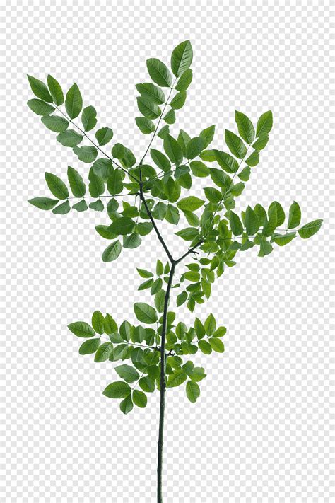 Texture mapping Branch Leaf Tree Shrub, branch, leaf, branch png | PNGEgg