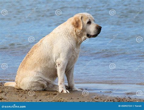 Labrador at the Sea Portrait Close Up Stock Photo - Image of lovely, sand: 45092724