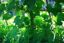 Green Vines Background Free Stock Photo - Public Domain Pictures