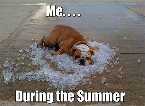 Summer Memes That Perfectly Capture the Season's Vibes