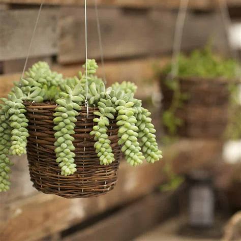 15 Hanging Succulents That Look Would Adorable In Your Home - Gardening ...