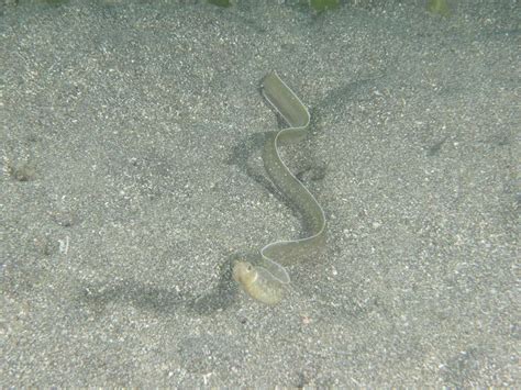 Black Garden Eel (Heteroconger perissodon) - Marine Life - Liveaboard ...