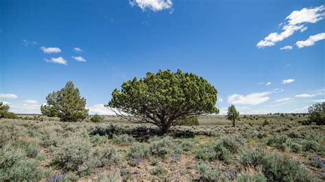 12 Species of Juniper Trees and Shrubs