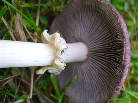 Large and Edible Wine Cap Mushrooms (Stropharia rugosoannulata) - Eat The Planet