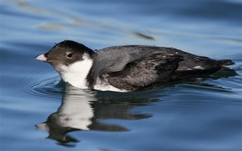 Ancient Murrelet (Synthliboramphus antiquus) · iNaturalist